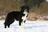 BORDER COLLIE 1122
